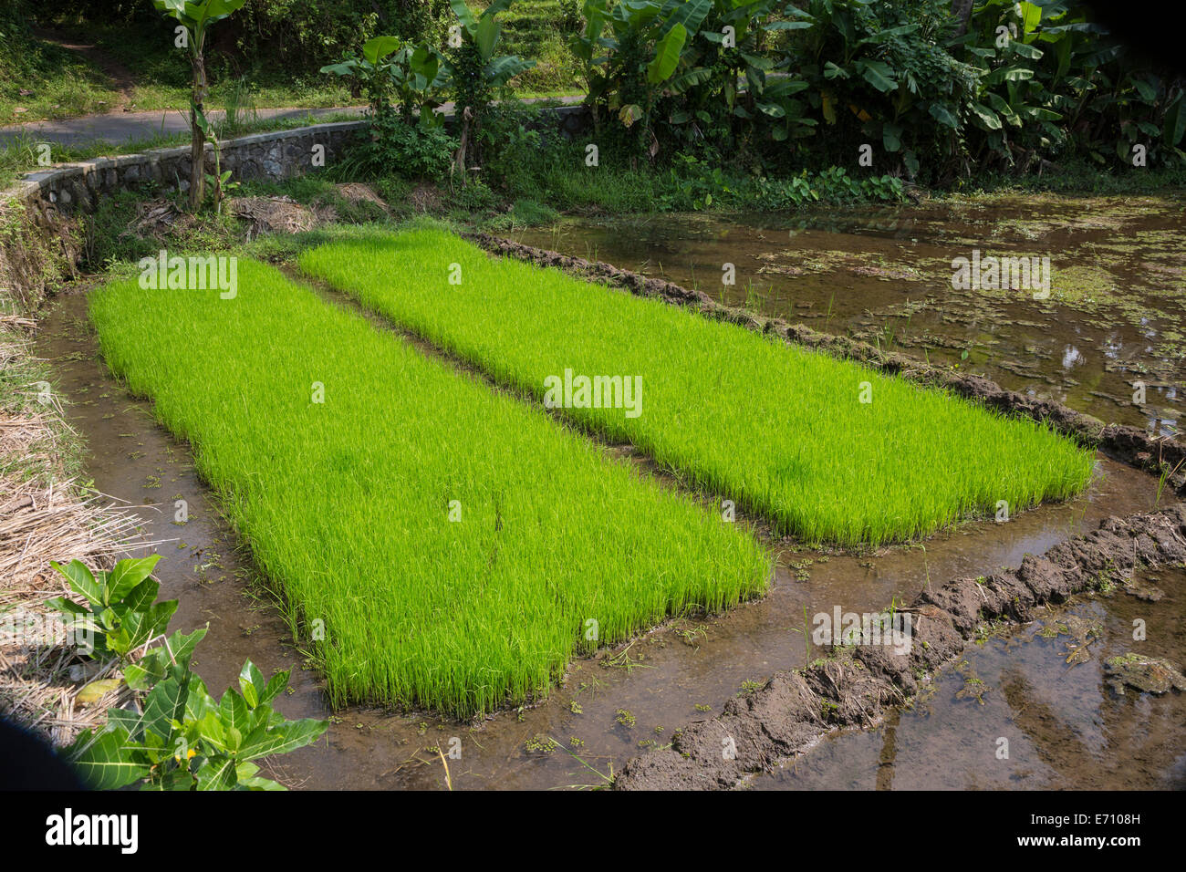 Borobudur, Java, Indonesia. Young Rice Growing in the Field Stock Photo ...
