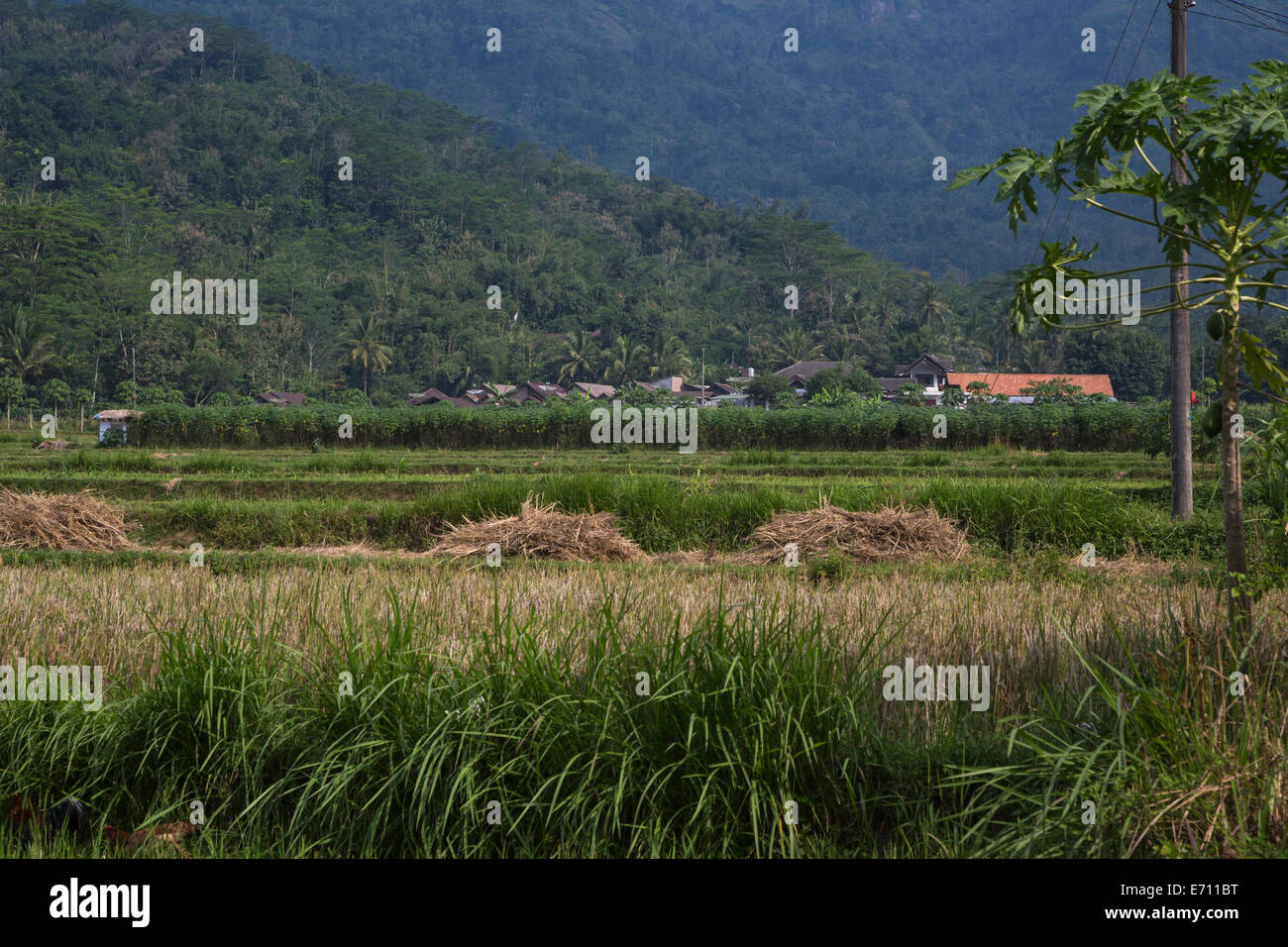Borobudur, Java, Indonesia. Farmers' Fields in Foreground, Javanese ...