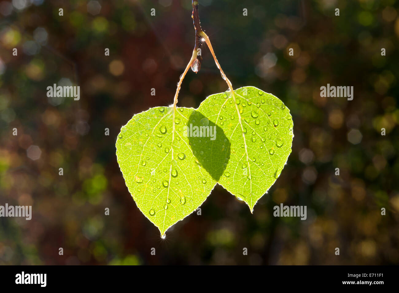 Two vibrant green leaves hi-res stock photography and images - Alamy