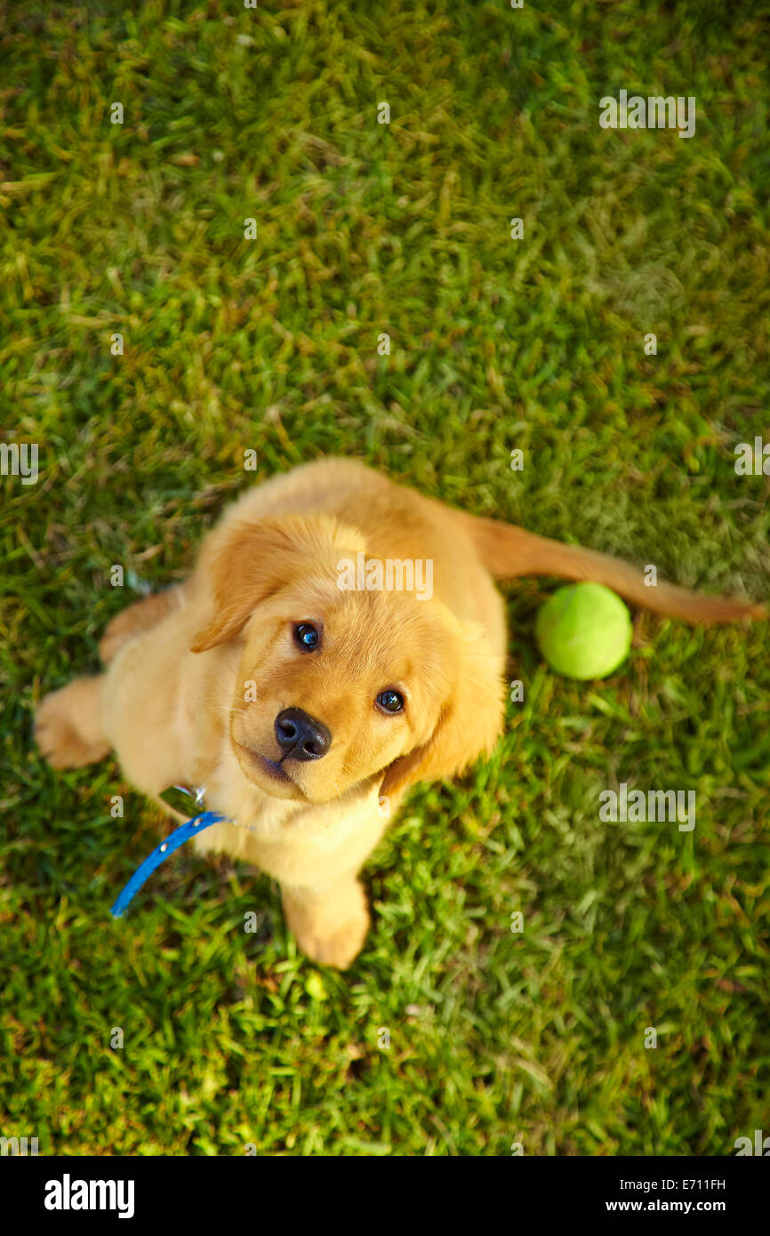 Overhead portrait of cute puppy dog sitting on lawn looking up Stock Photo