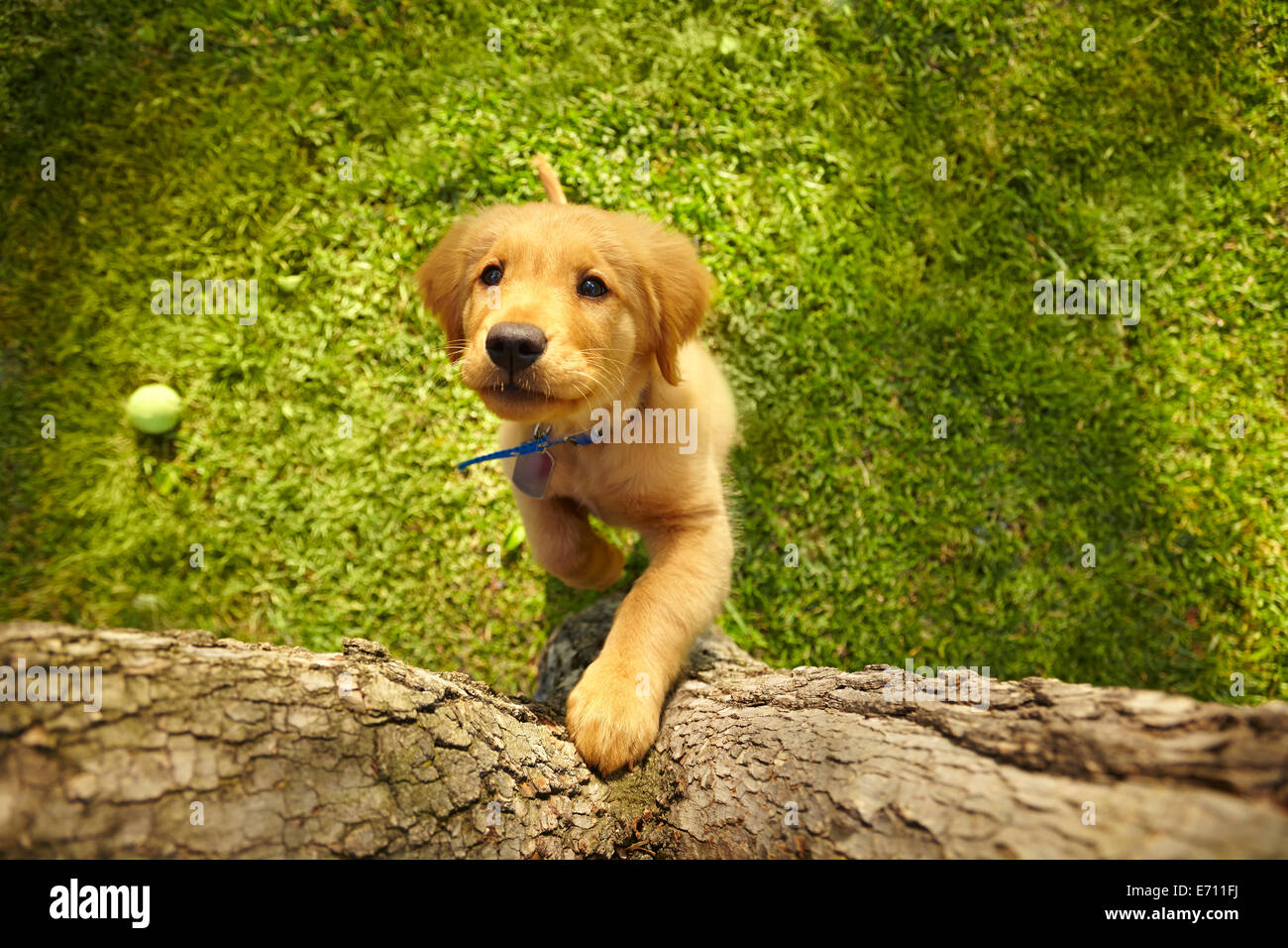 Overhead view curious puppy dog on hind legs looking up tree trunk Stock Photo