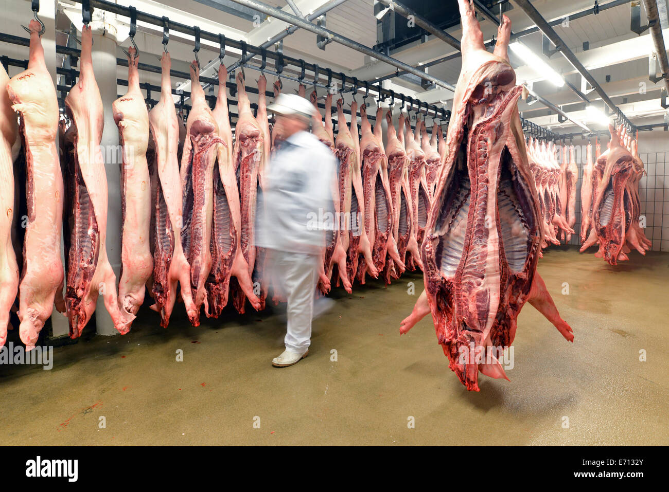 Sides of pork in cold store of a slaughterhouse Stock Photo