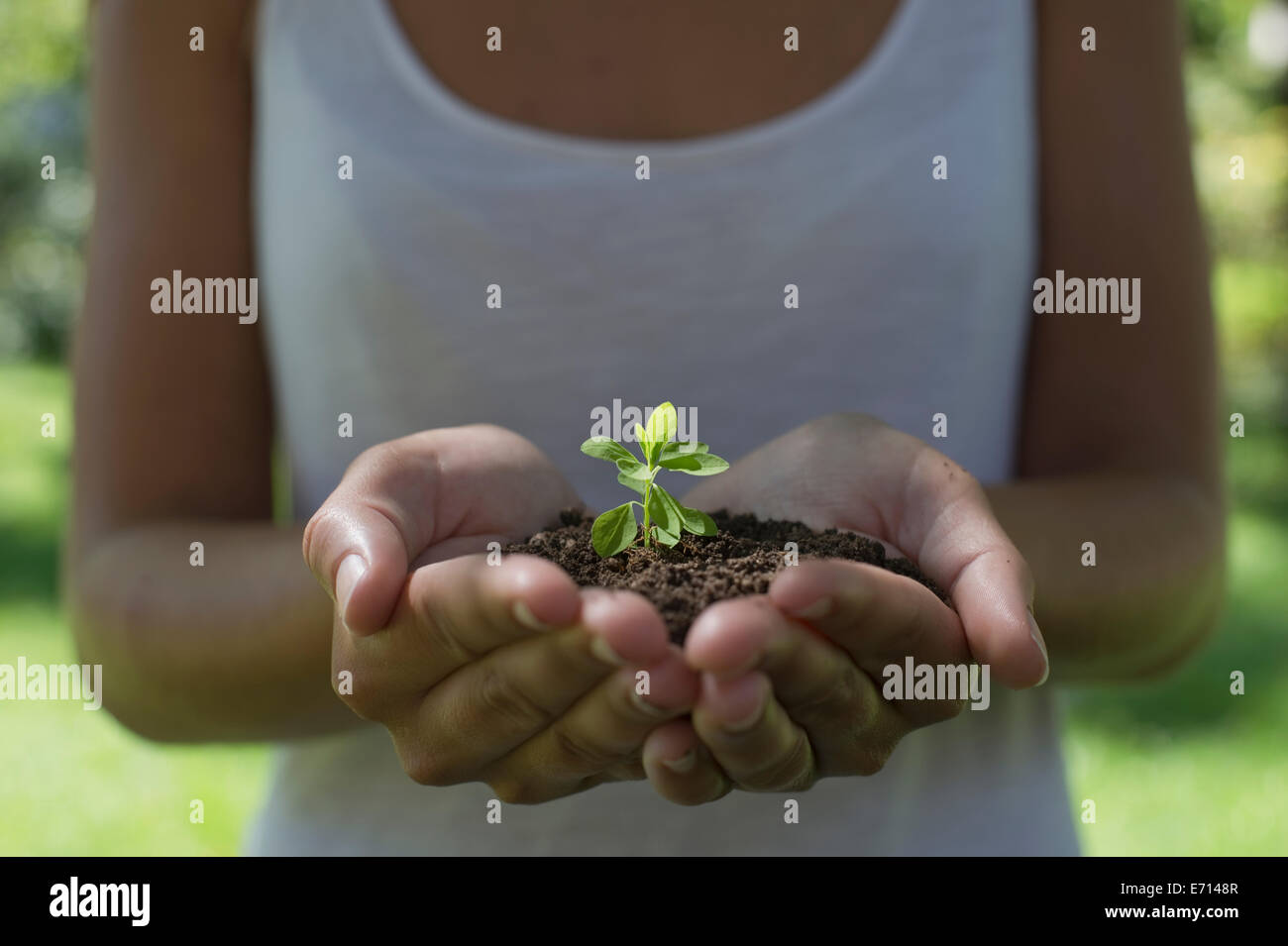 Germany, Human hands holding seedling Stock Photo
