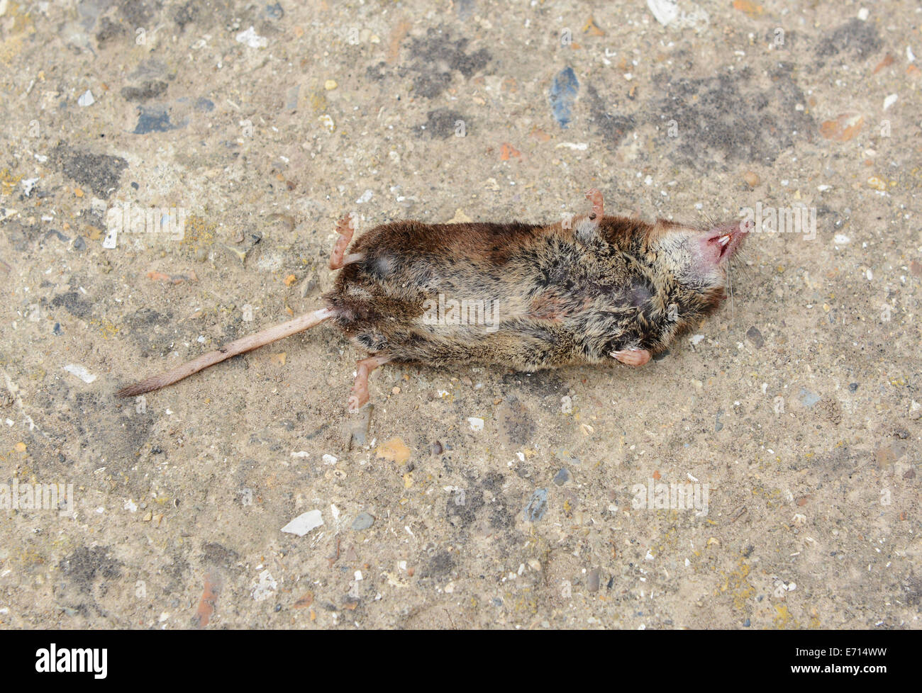 Dead mouse with small injury lying on its back on concrete Stock Photo Alamy