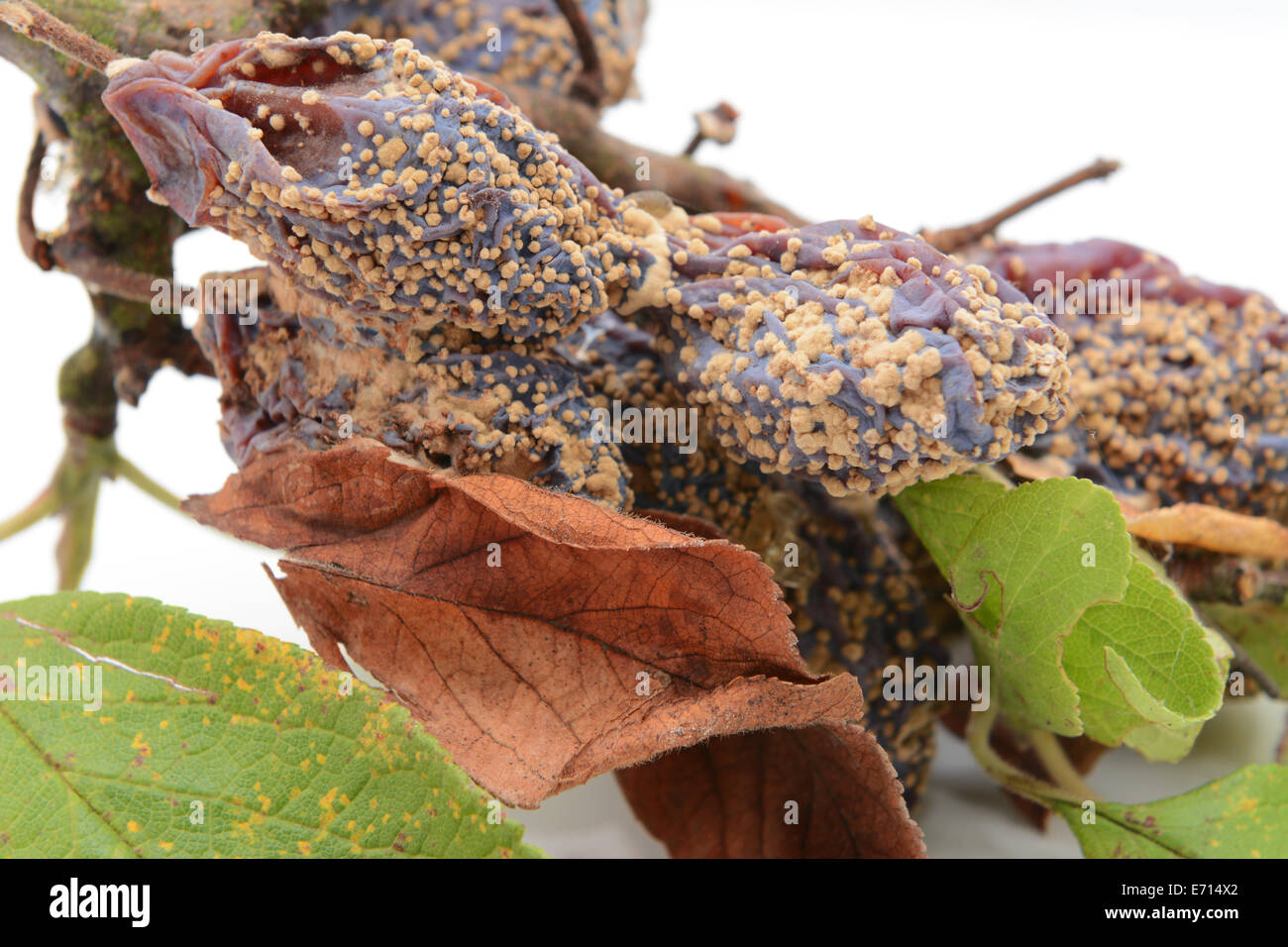 Closeup of mouldy, withered plum fruits and dead leaves on a white background Stock Photo