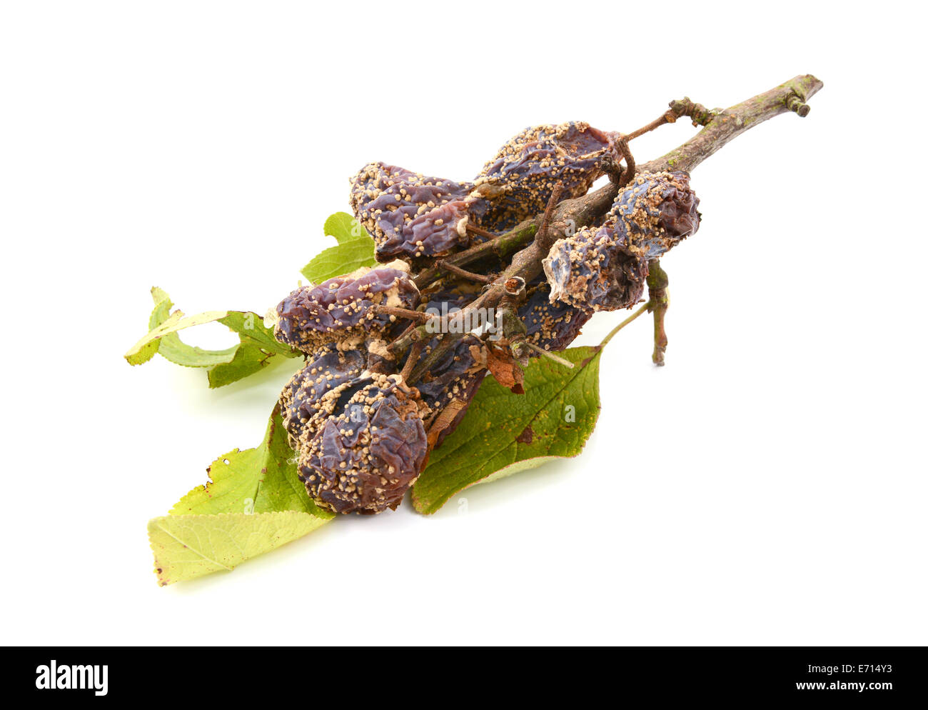 Mouldy plums and dying leaves on a broken branch, isolated on a white background Stock Photo