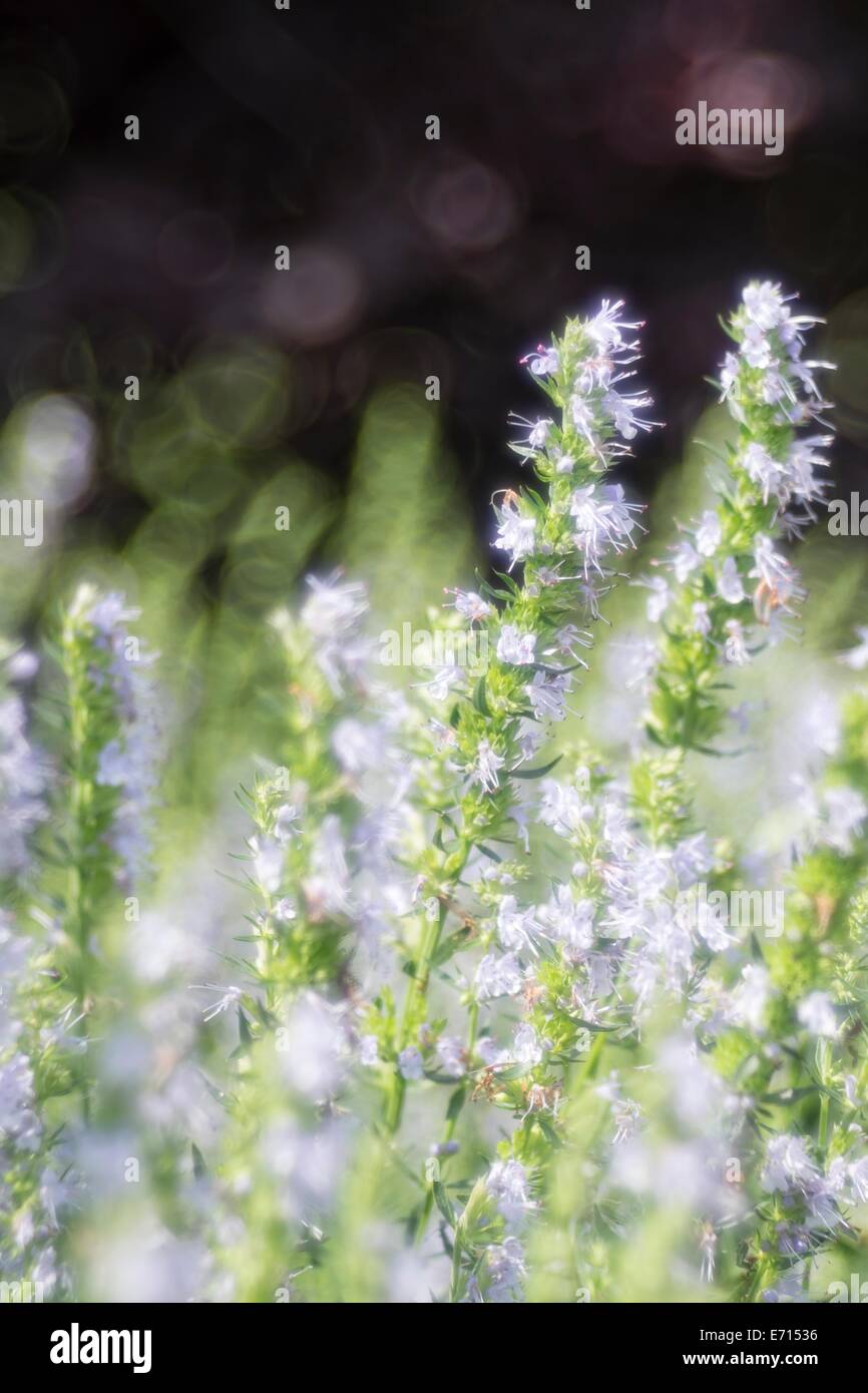 Germany, Hyssop plants, Hyssopus officinalis Stock Photo