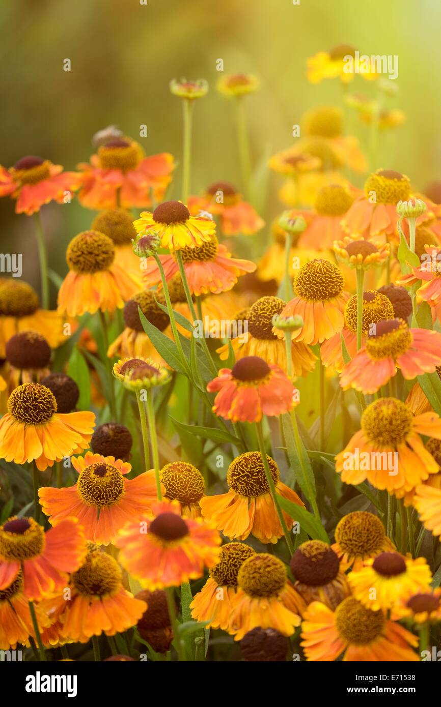 Germany, Blossoms of sneezeweed, Helenium Stock Photo