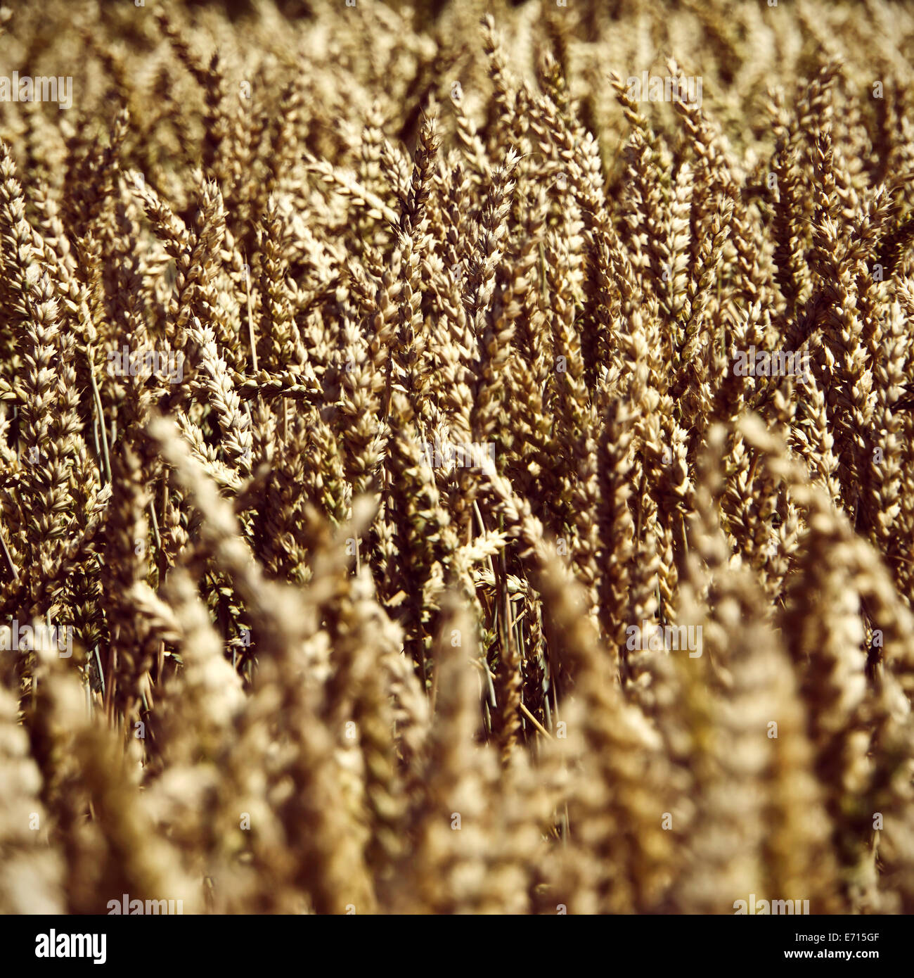 Rye field, partial view Stock Photo - Alamy