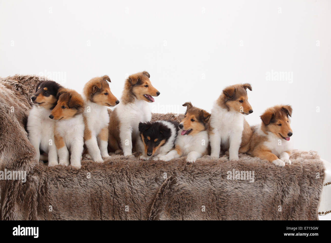 white rough collie