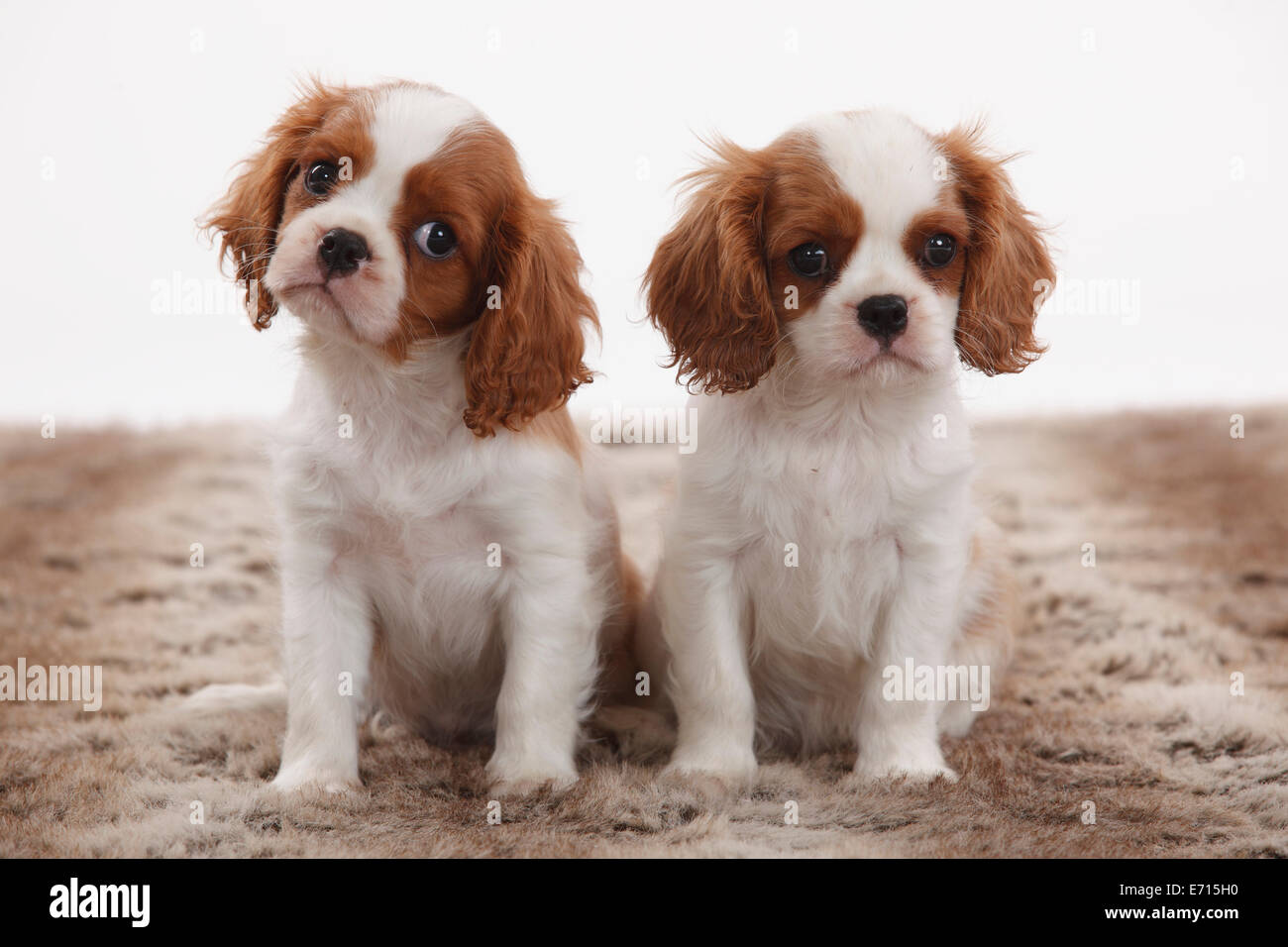 king charles spaniel plush