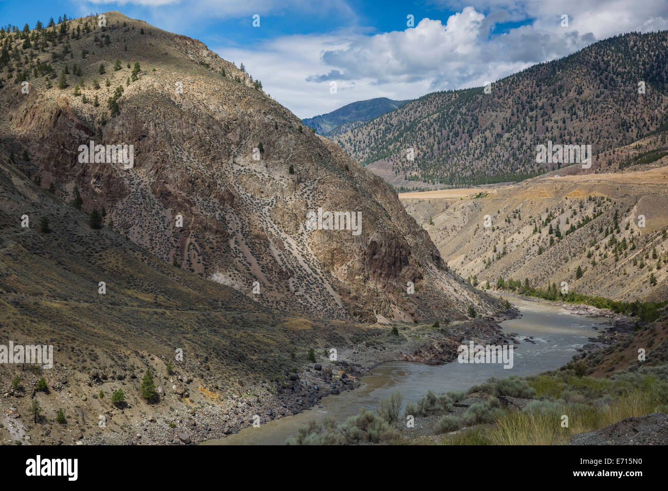 Cache tree hi-res stock photography and images - Alamy