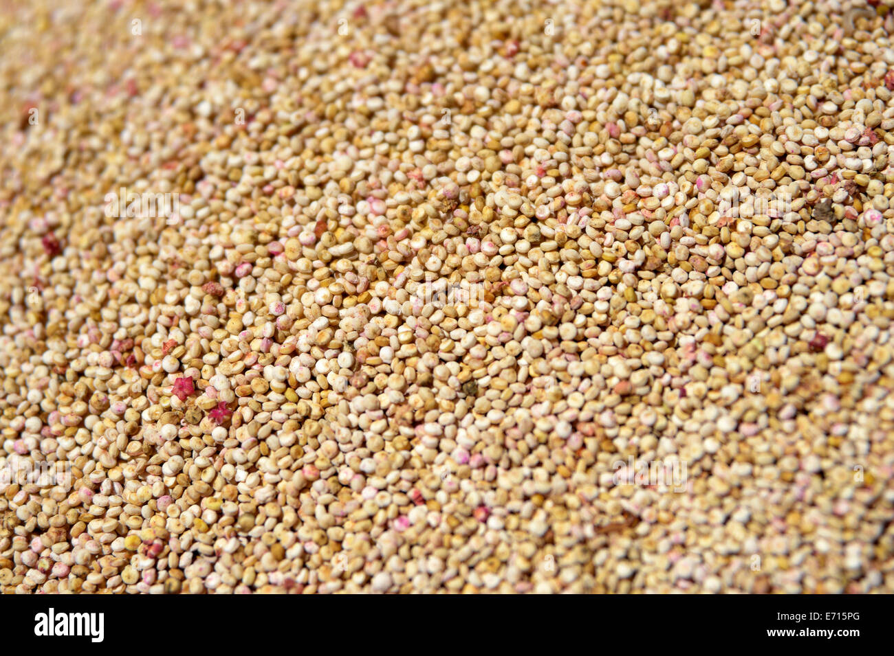 Seeds of quinoa, Chenopodium quinoa Stock Photo Alamy