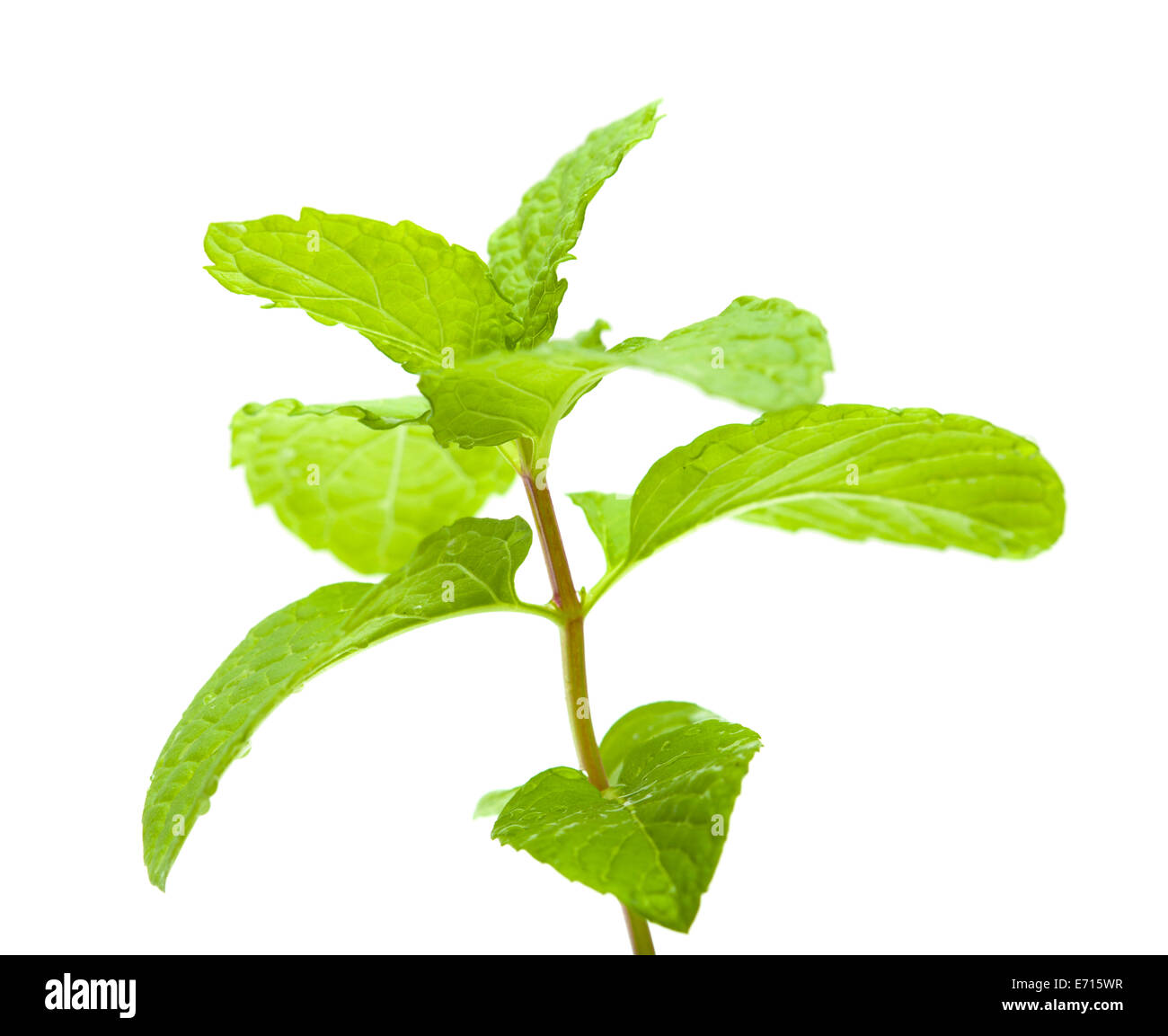 mint isolated on white background Stock Photo - Alamy