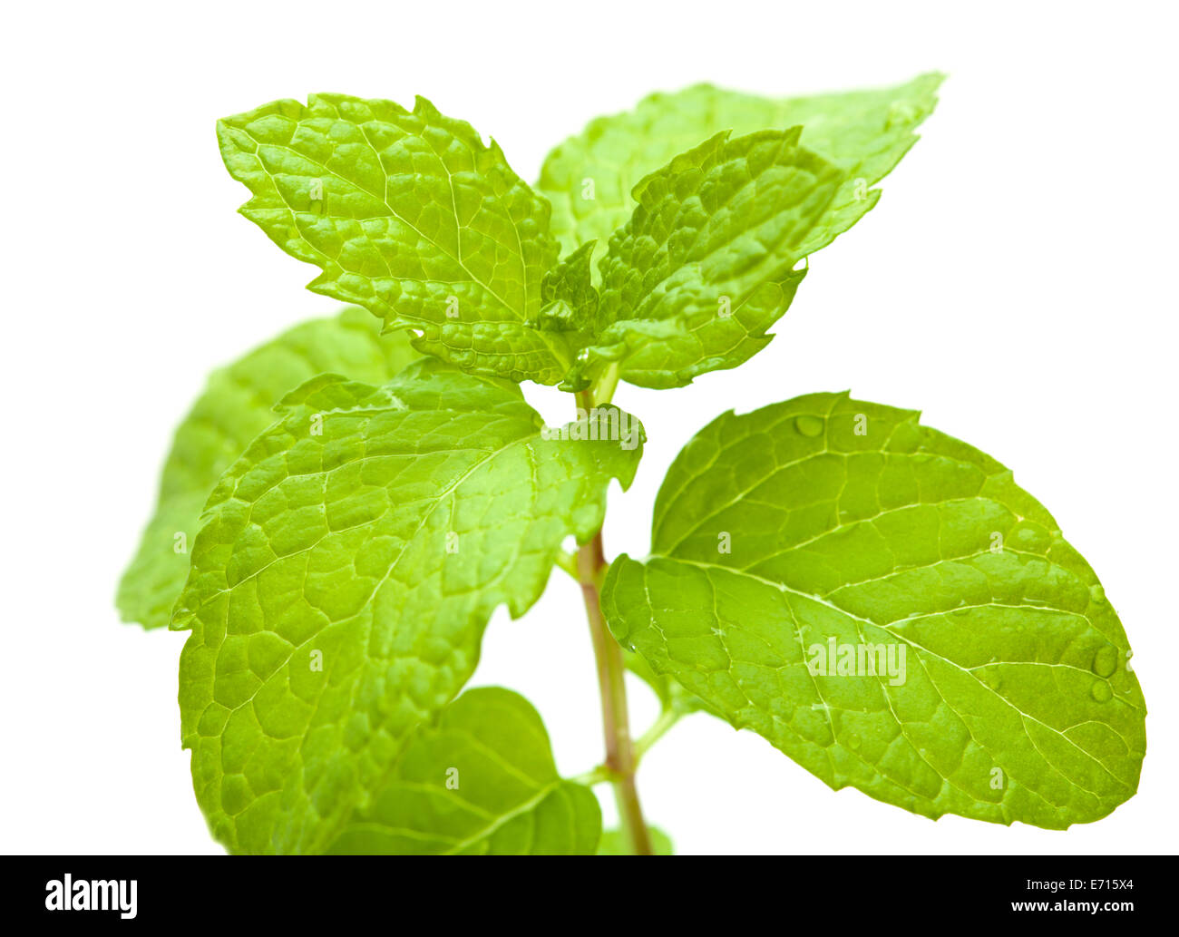 mint isolated on white background Stock Photo - Alamy