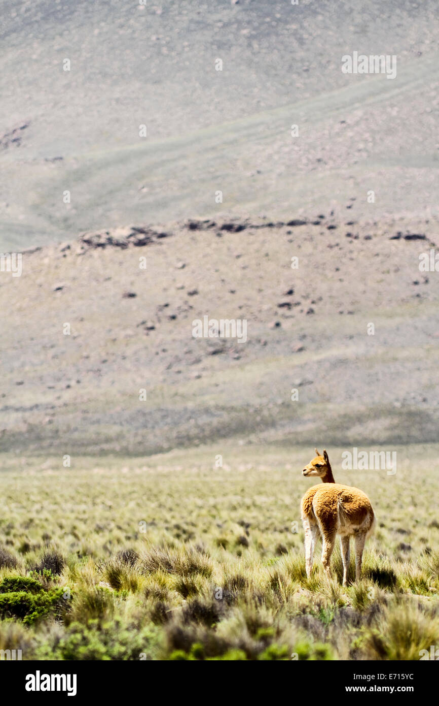 South America, Peru, View of a vicuna in the Andes, Vicugna vicugna Stock Photo