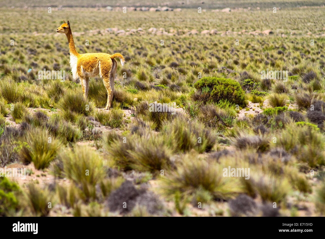 Peru, Vicuna in the Andes Stock Photo