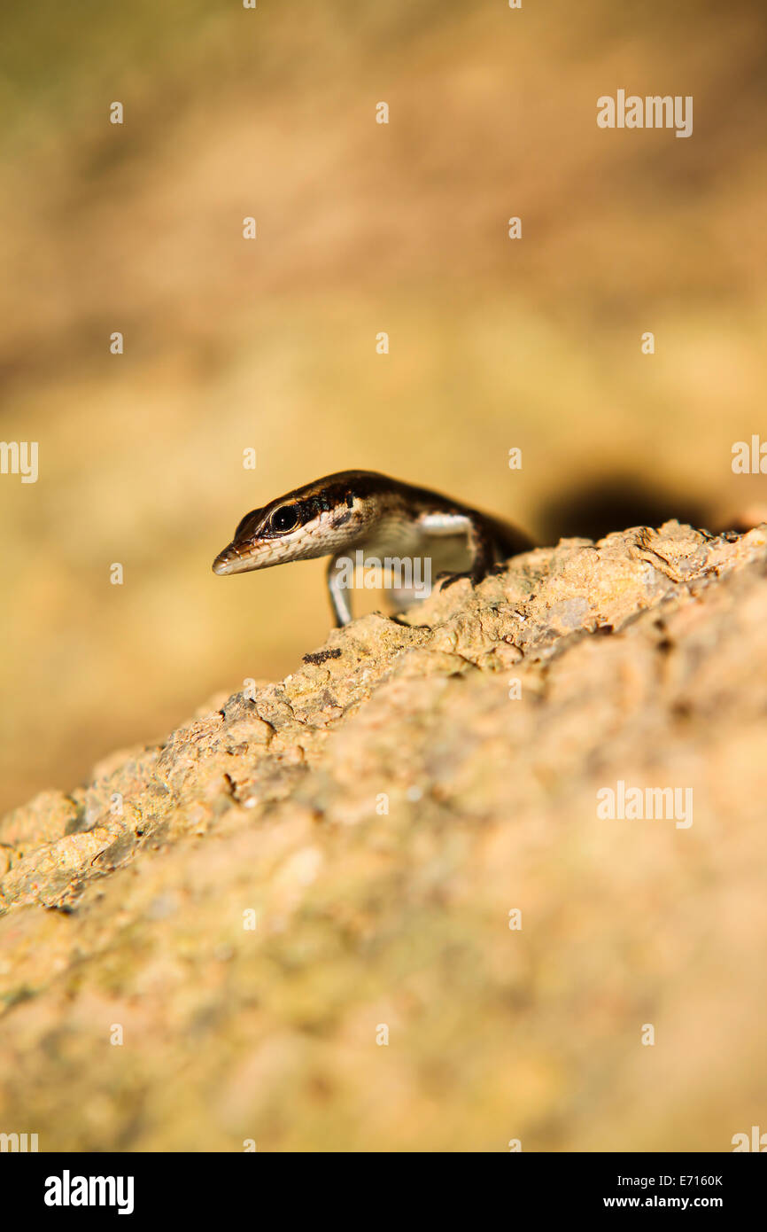Seychelles, Lizard, Lacertidae Stock Photo