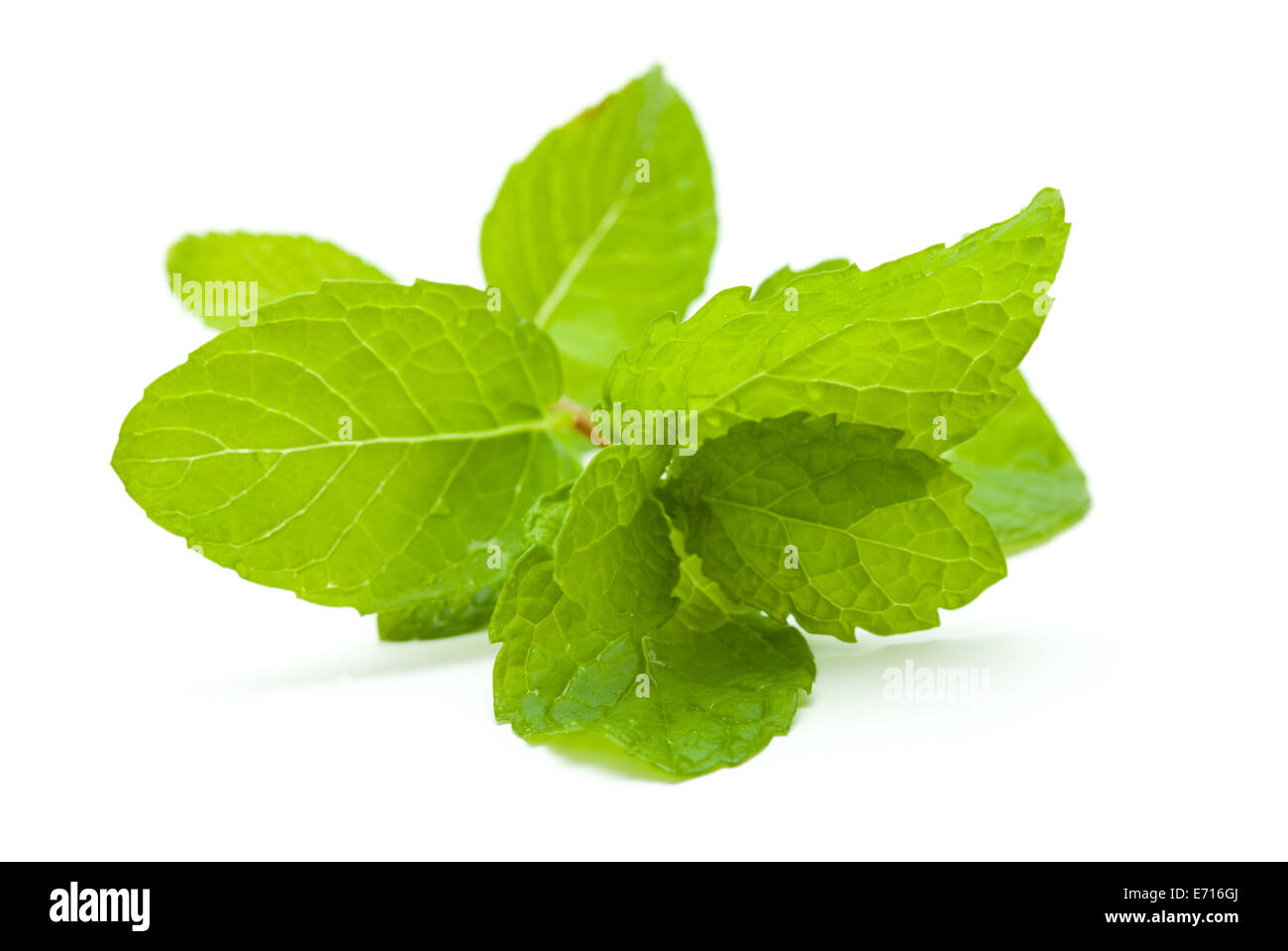 mint isolated on white background Stock Photo - Alamy