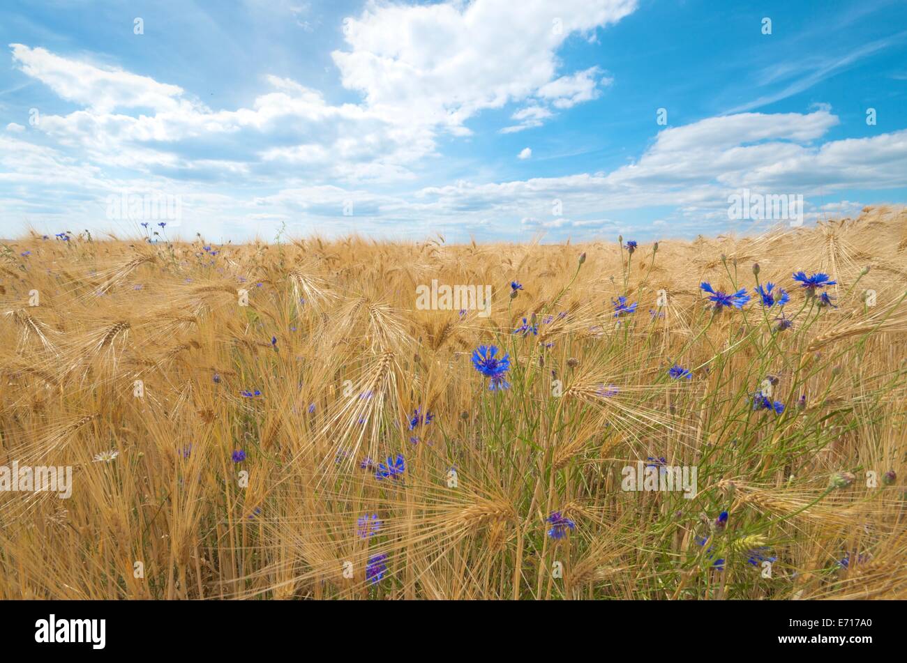 Barley field cornflowers hi-res stock photography and images - Alamy