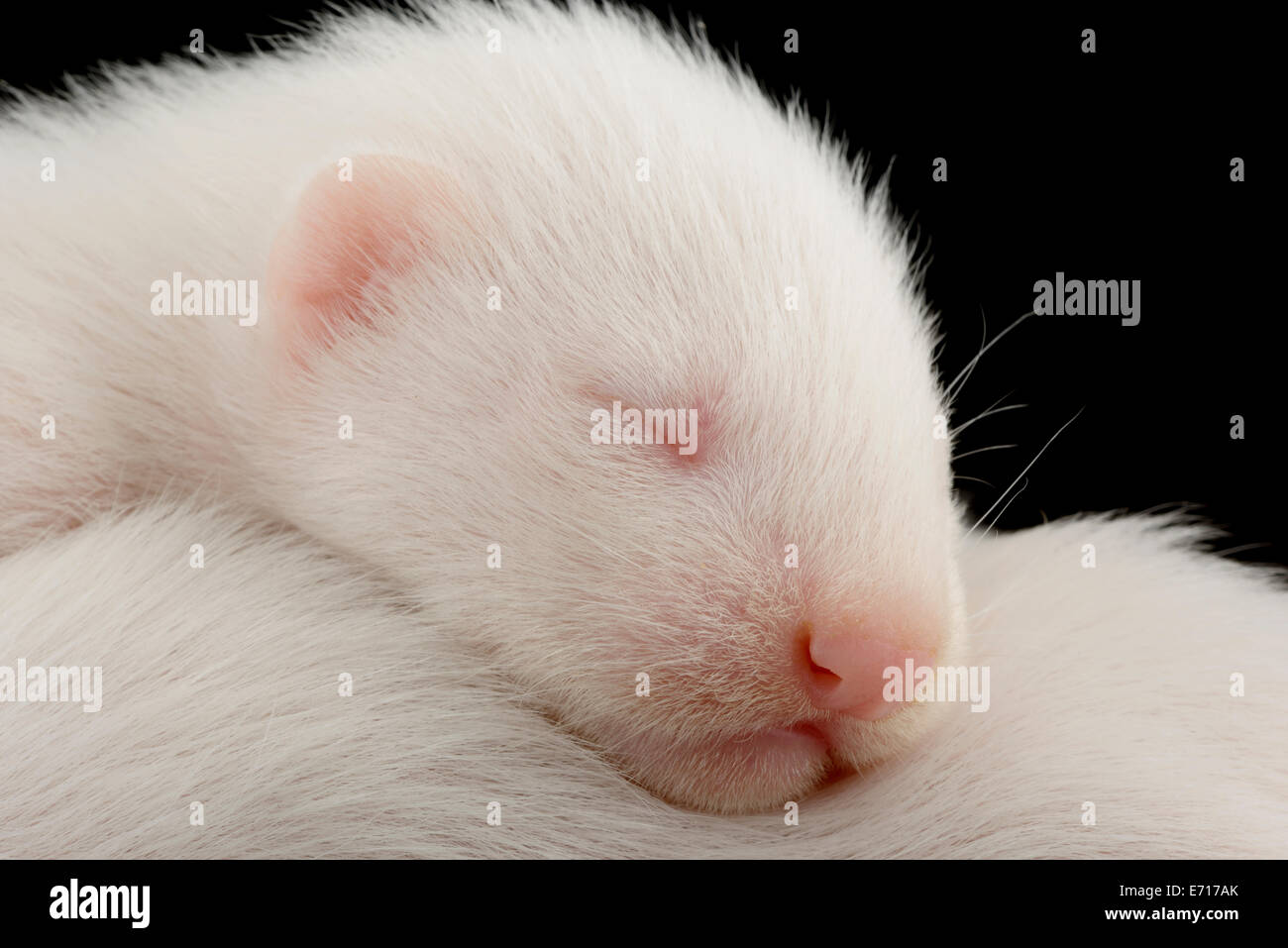 Ferrets, Mustela putorius furo, sleeping Stock Photo