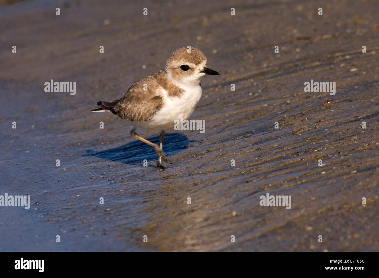 Snowy plover, San Elijo State Park, California Stock Photo - Alamy