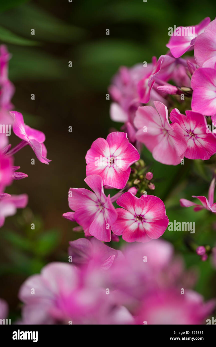 Germany, Phlox flower, Phlox Stock Photo
