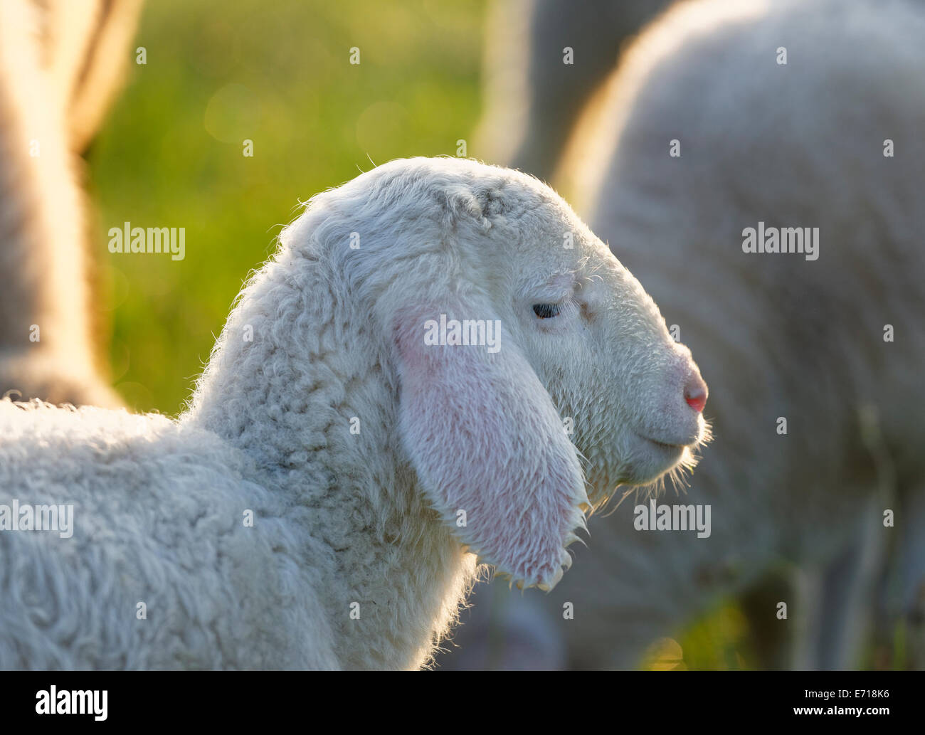 Germany, Bavaria, lamb in morning light Stock Photo