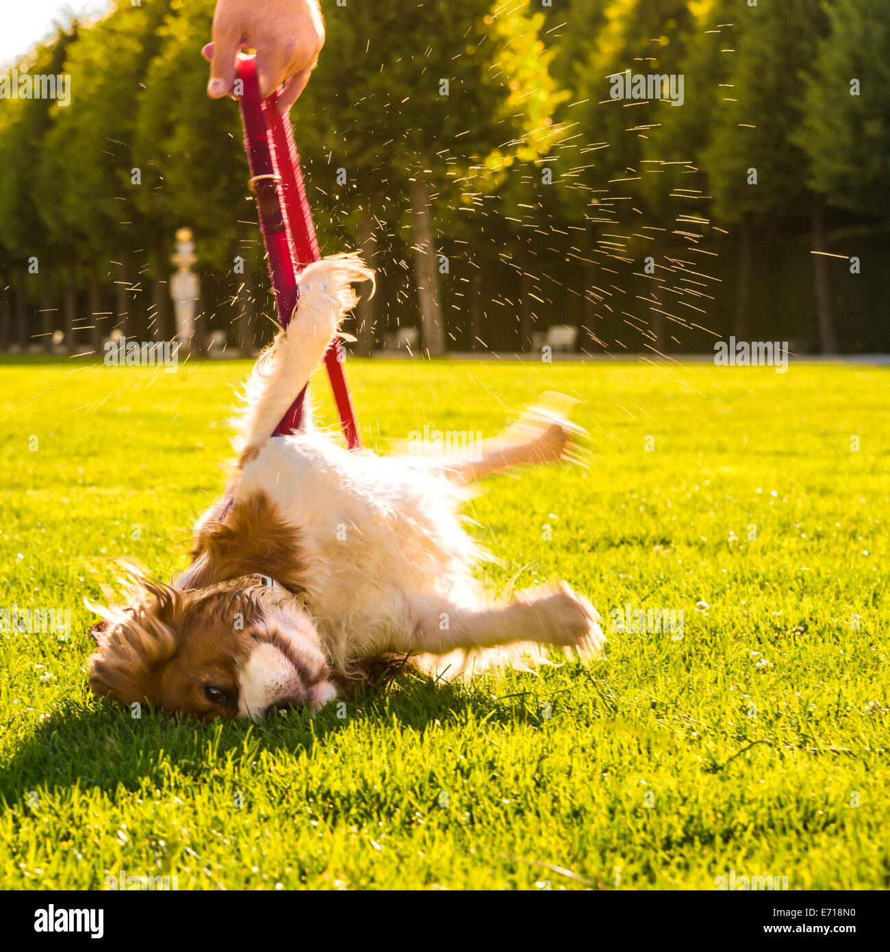 Dog, Canis lupus familiaris, rolling around on a meadow while his owner holding the lead Stock Photo