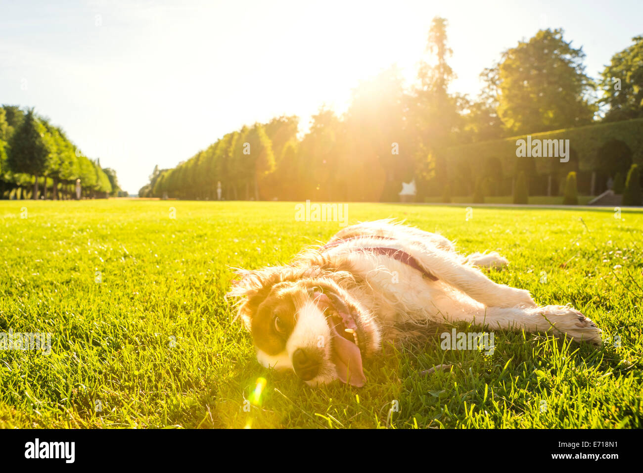 Dog, Canis lupus familiaris, lying on a meadow Stock Photo