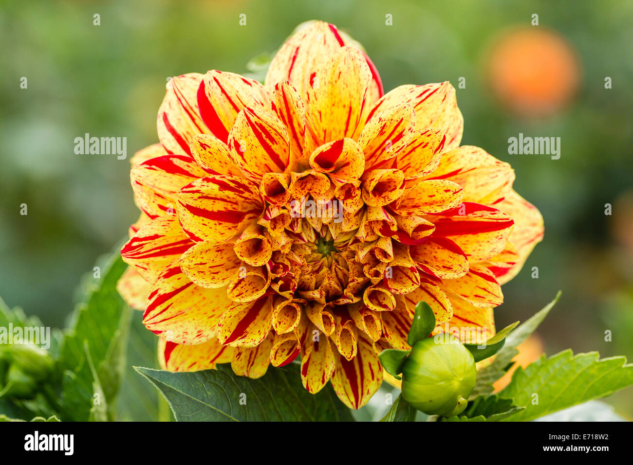Red And Yellow Dahlia High Resolution Stock Photography and Images Alamy