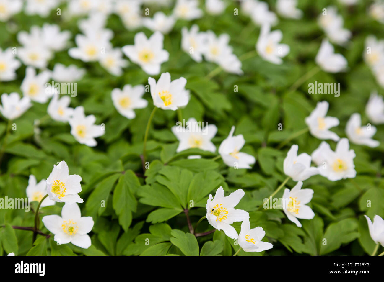 Wood anemones, Anemone Nemorosa Stock Photo Alamy