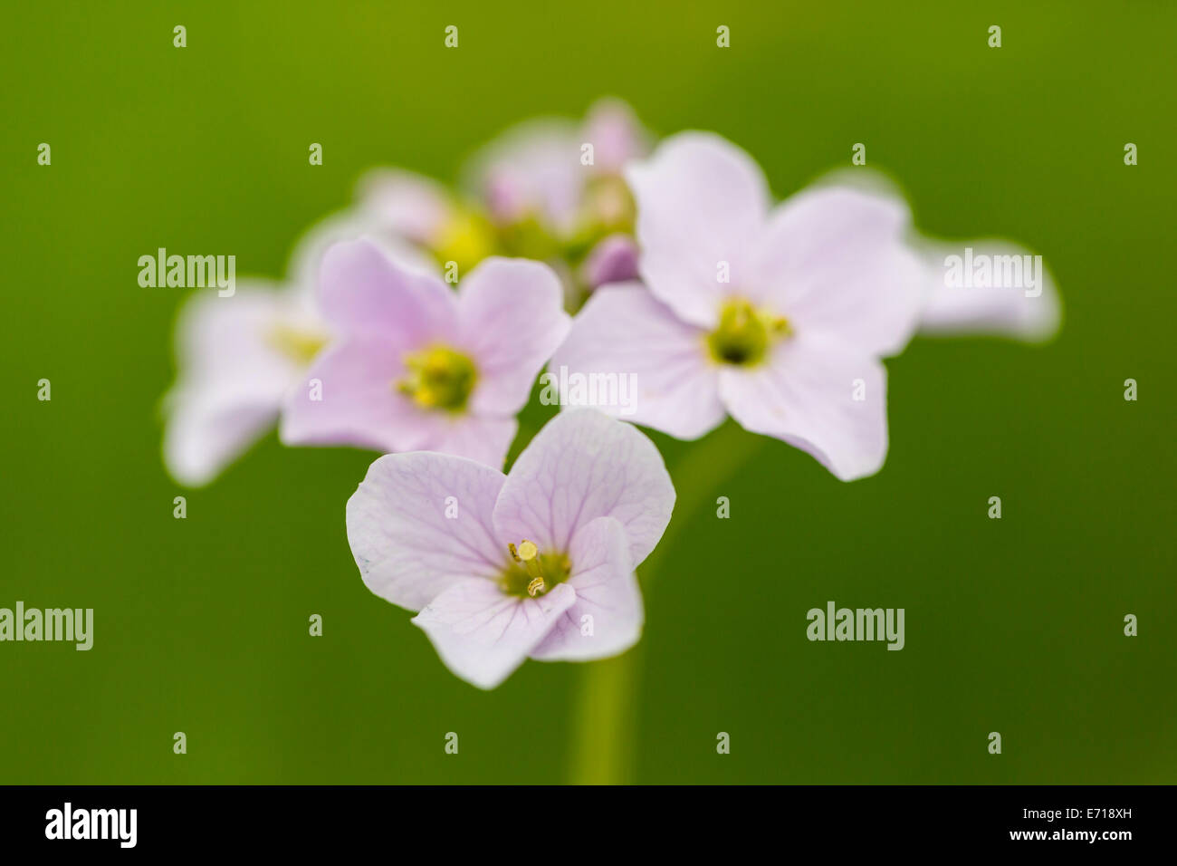 Germany, Cuckoo flowers, Cardamine pratensis Stock Photo - Alamy