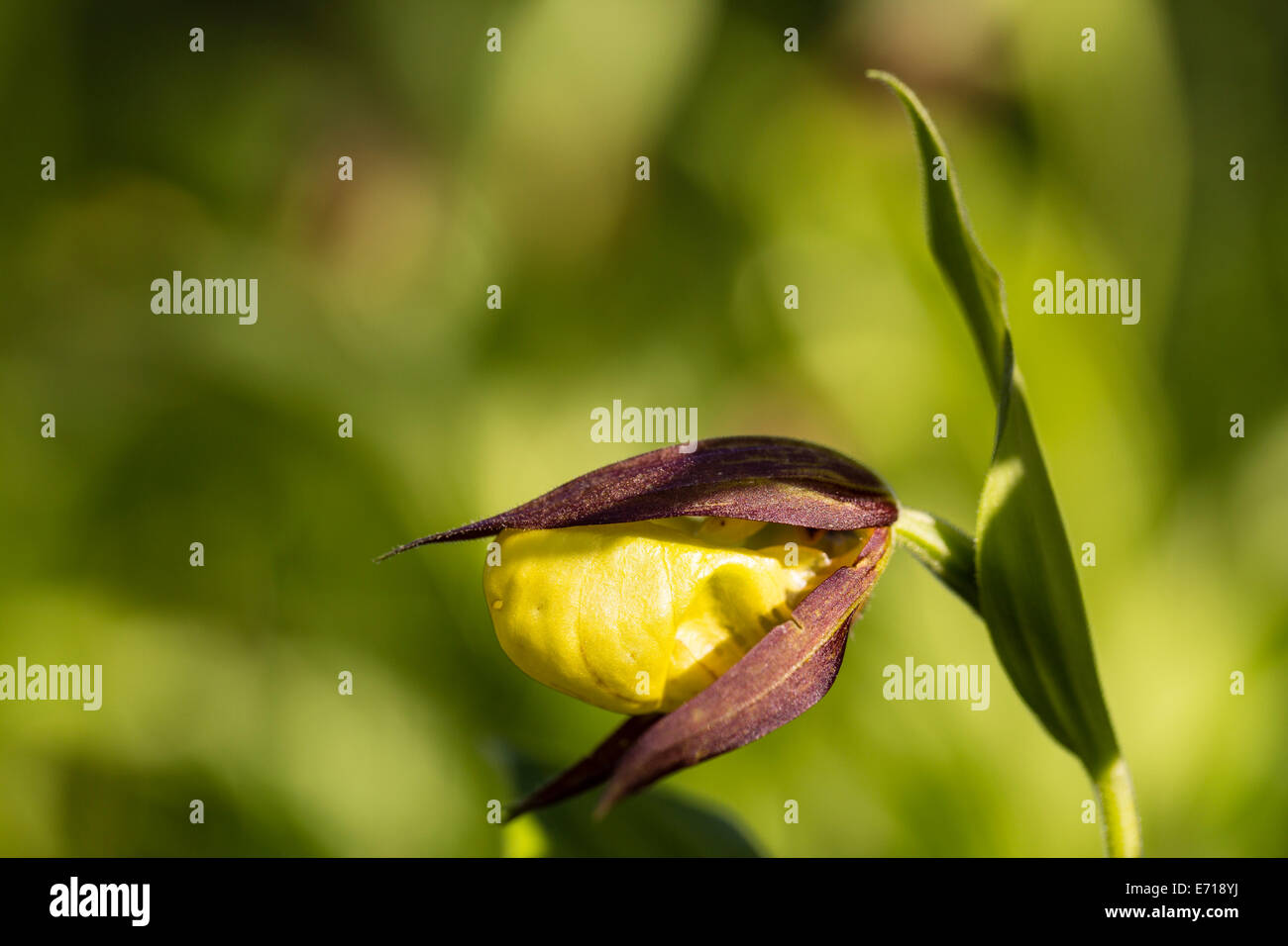 Germany, Hesse, Nature park Meissner, Yellow Lady's-slipper orchid, Cypripedium calceolus Stock Photo