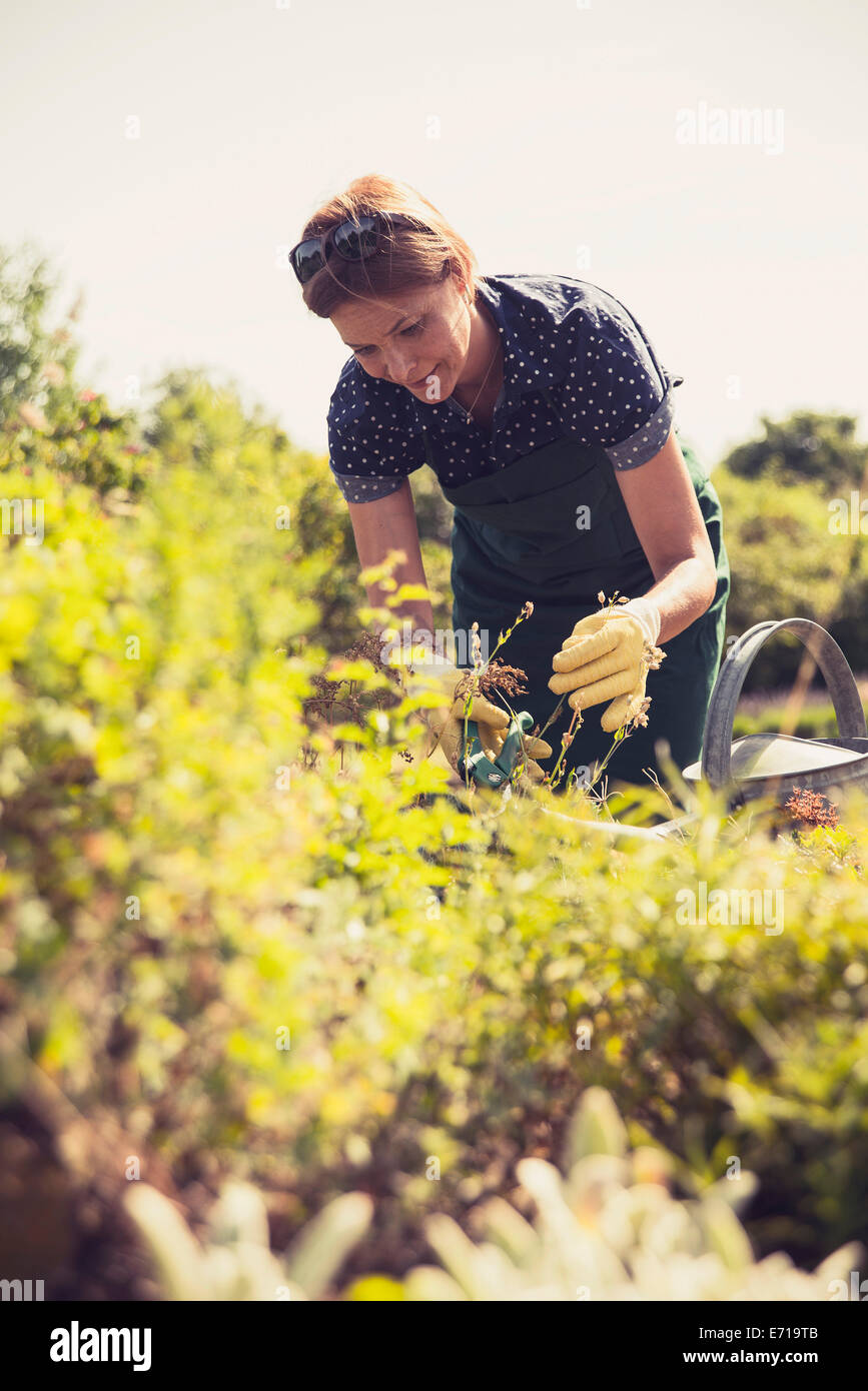Mature woman gardening Stock Photo - Alamy