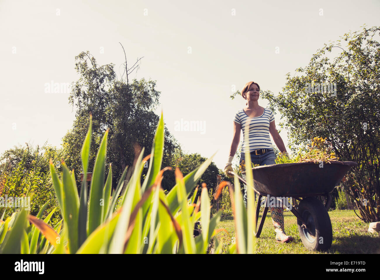 Mature woman pushing wheelbarrow in garden Stock Photo - Alamy