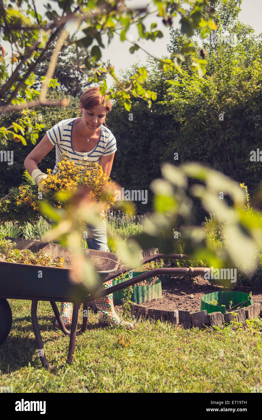 Mature woman gardening Stock Photo - Alamy