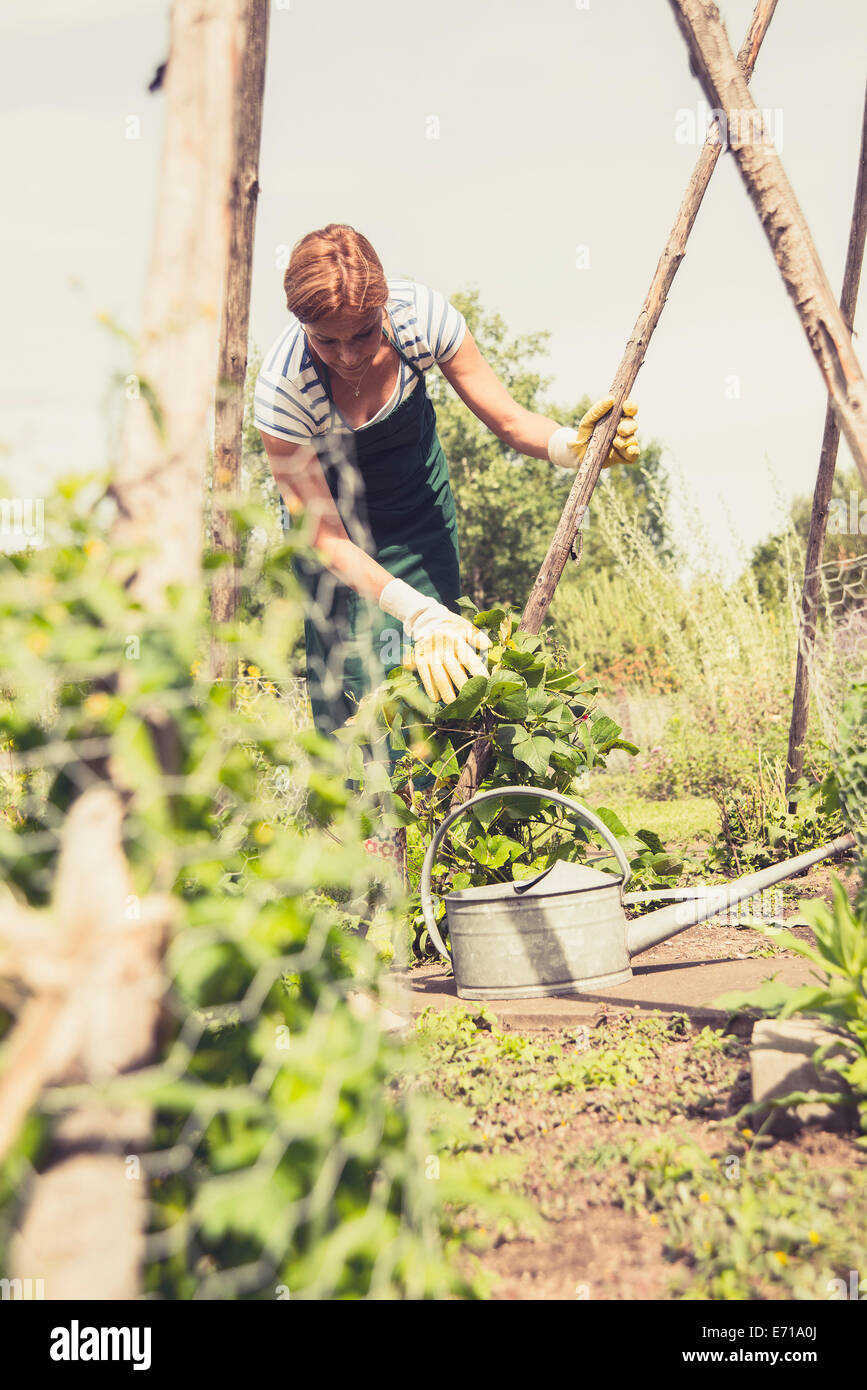 Mature woman gardening Stock Photo - Alamy