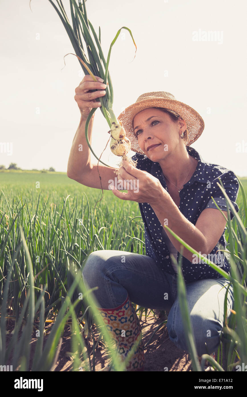 Mature growth onions hi-res stock photography and images - Alamy
