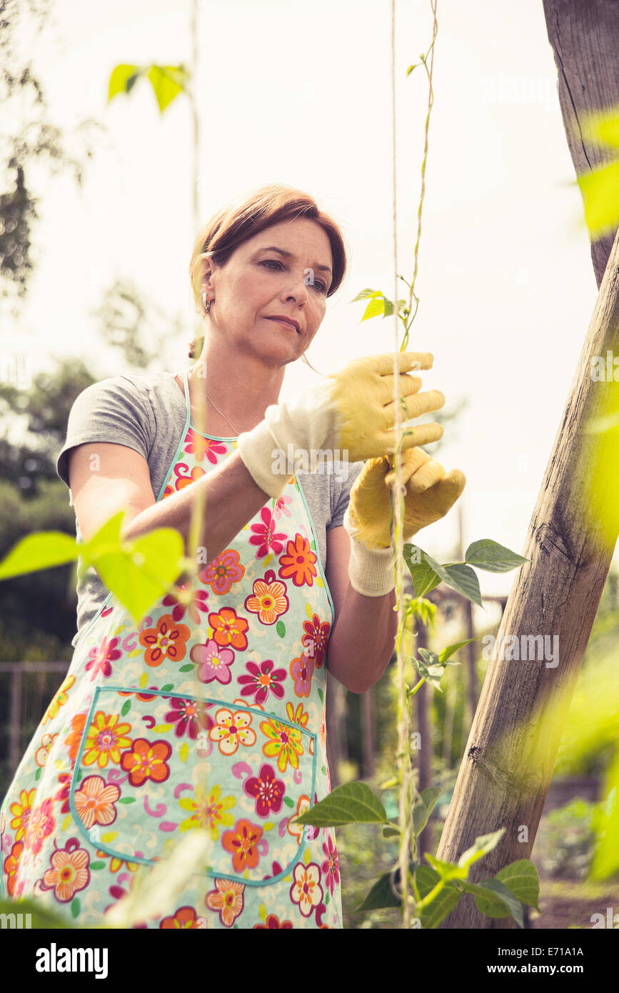 Mature woman gardening Stock Photo - Alamy