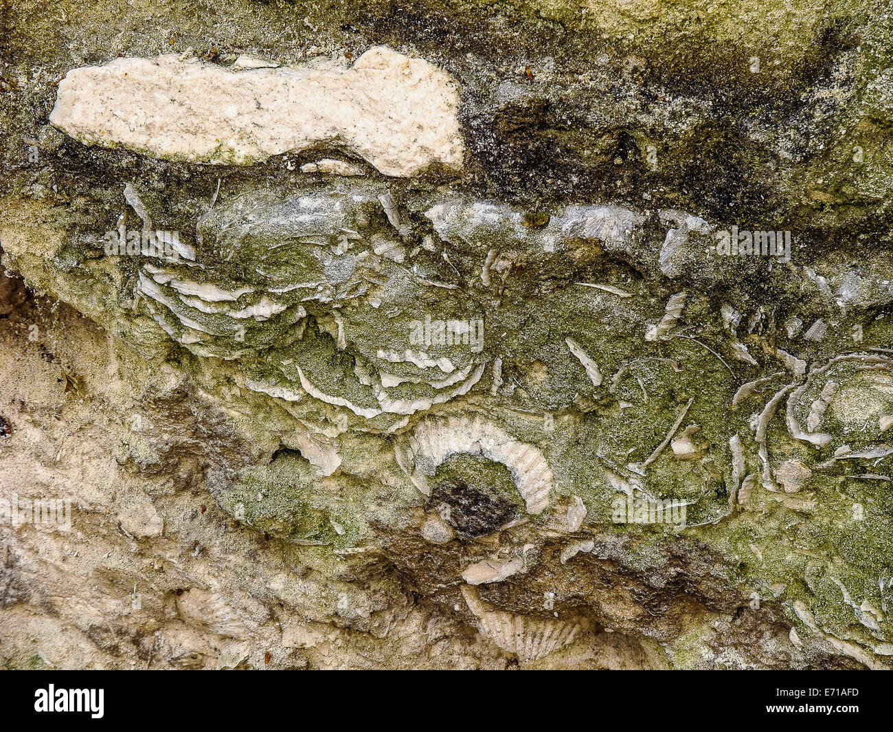 Italy Basilicata Matera Fossils on the limestone walls of Sasso Barisano Stock Photo