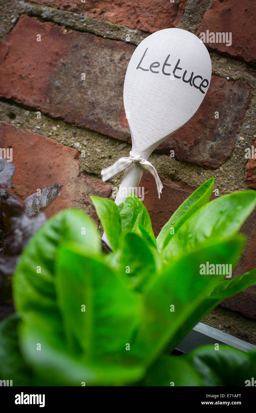 Young lettuce plants being grown in a window box Stock Photo Alamy