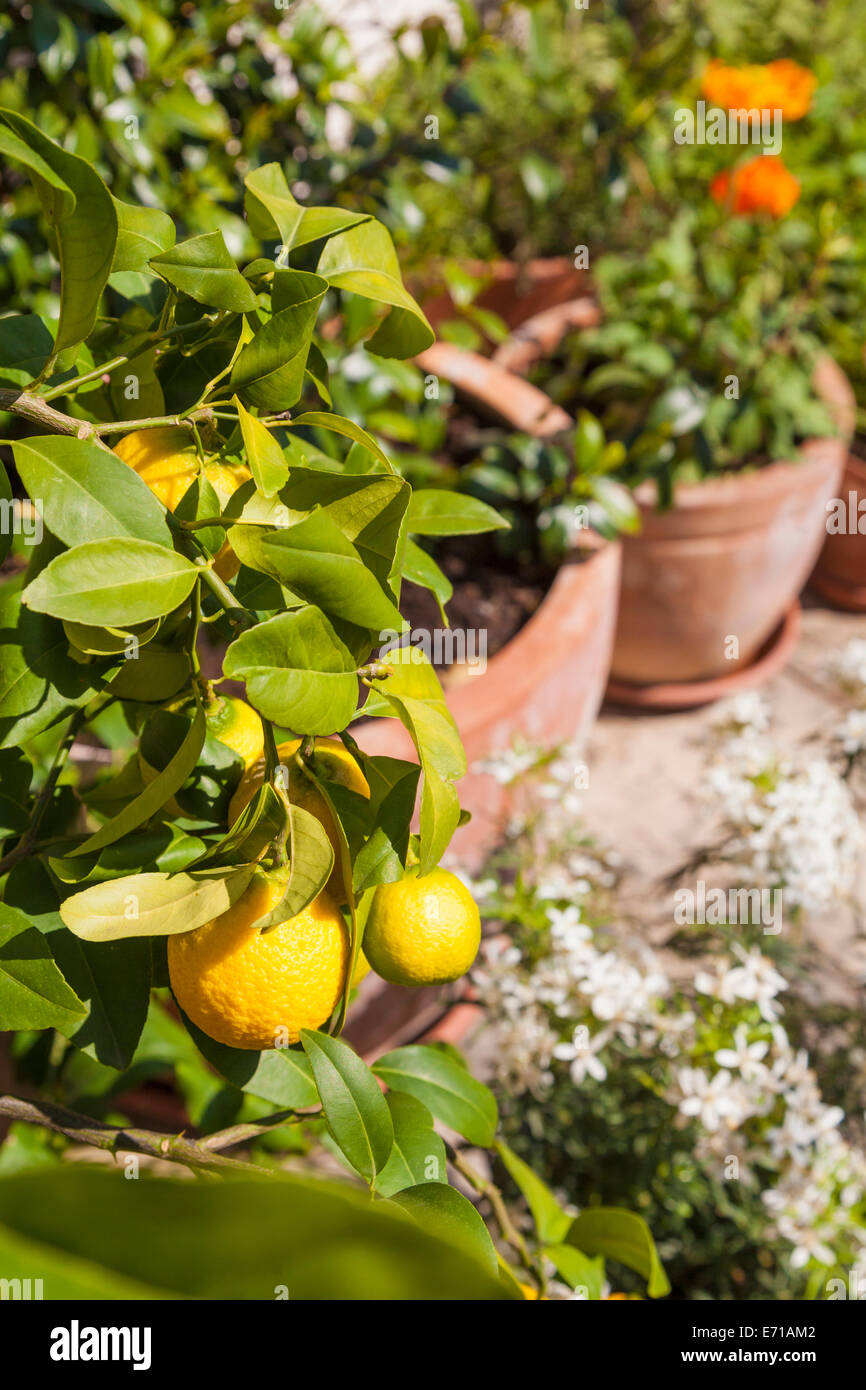 Citrus tree, planted in clay pots standing in sunny garden Stock Photo