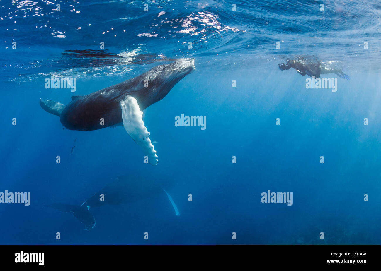 Dominican Republic, Silverbanks, Humpback whales, Megaptera novaeangliae, and divers Stock Photo