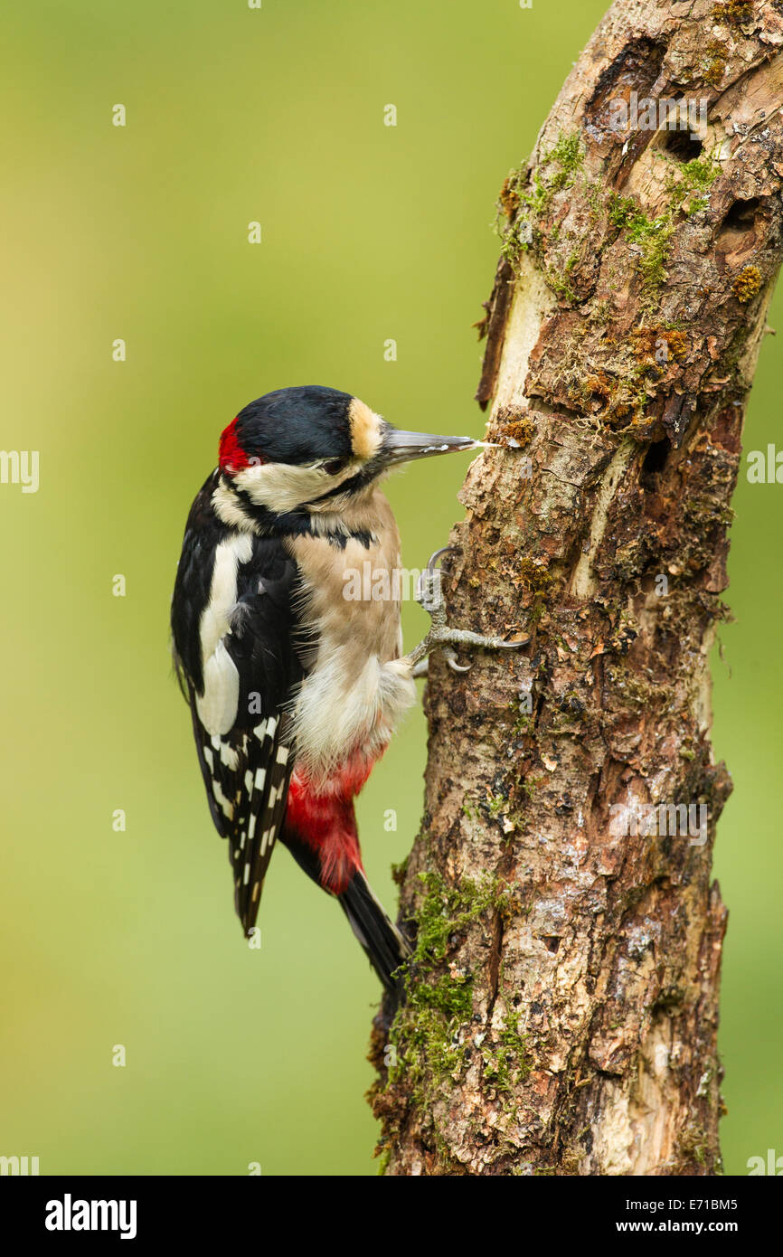 Great spotted woodpecker uk male hi-res stock photography and images