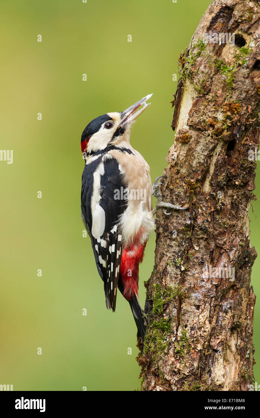 Adult male Great Spotted Woodpecker (Dendrocopos major) - UK Stock Photo