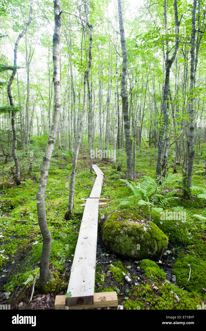 forest path over mossy moist ground Stock Photo