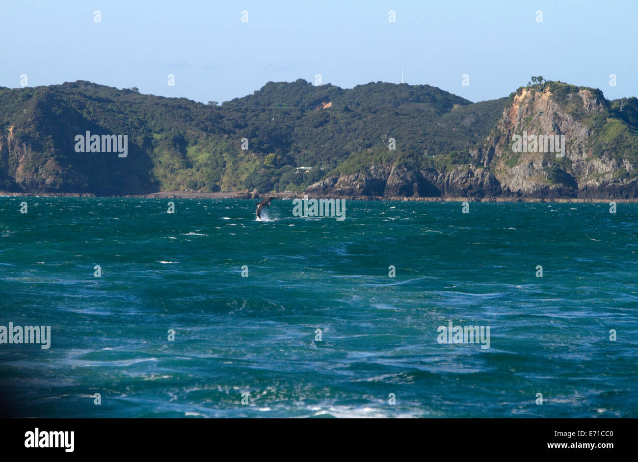 Dolphin in the Bay of Islands, North Island, New Zealand. Stock Photo