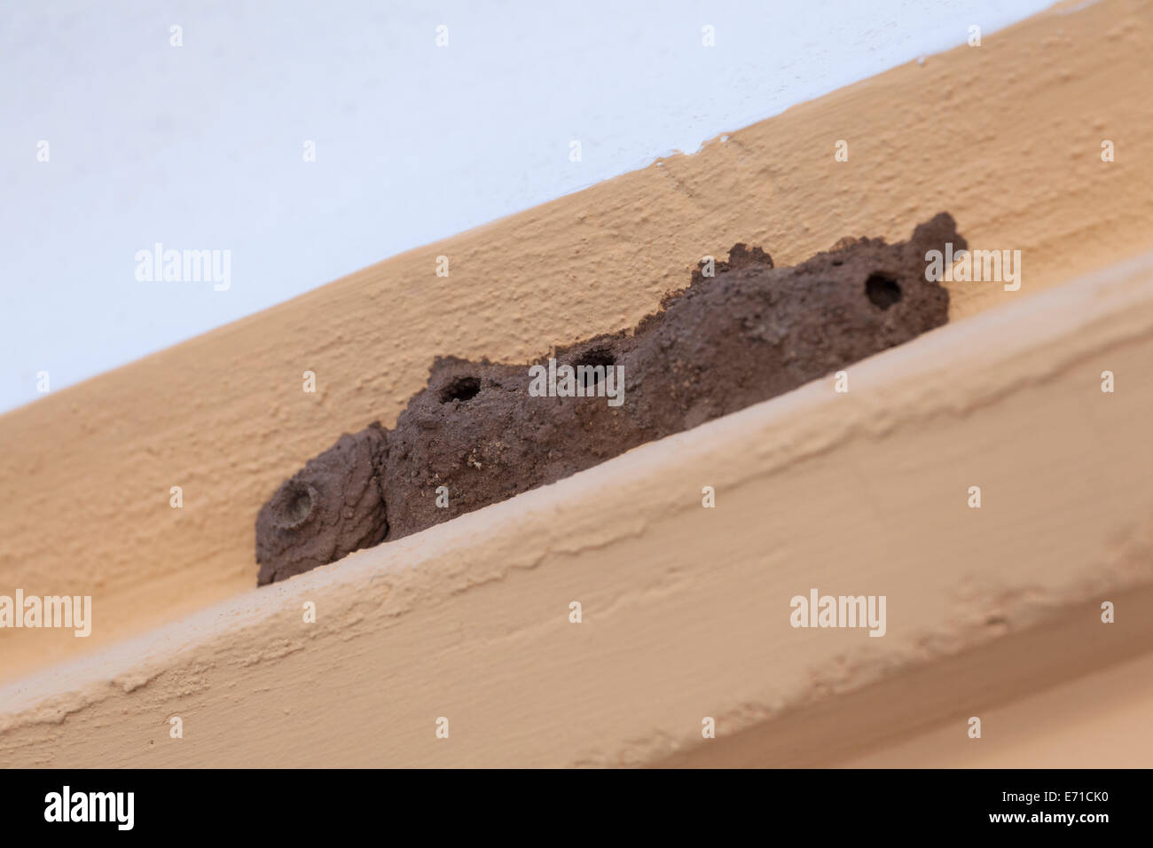 Insect nests hires stock photography and images Alamy
