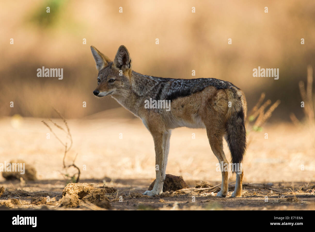 Side view of a Black-backed Jackal (Canis mesomelas) Stock Photo